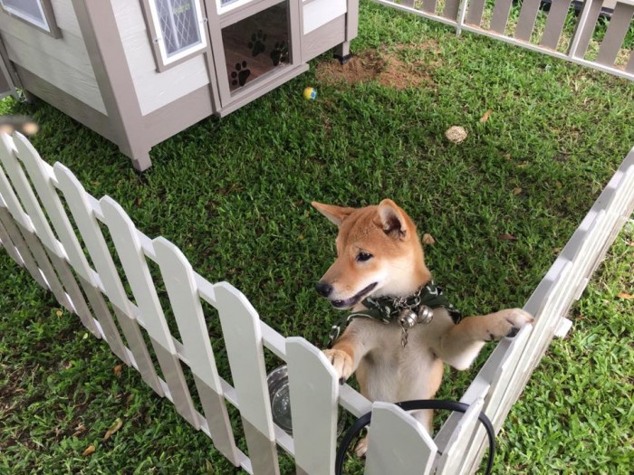 รับสร้างบ้านหมา