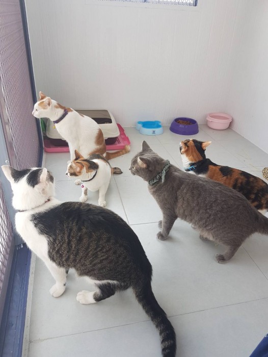 รับสร้างบ้านหมา