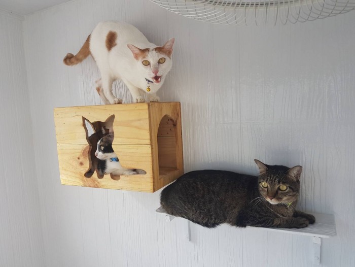 รับสร้างบ้านหมา