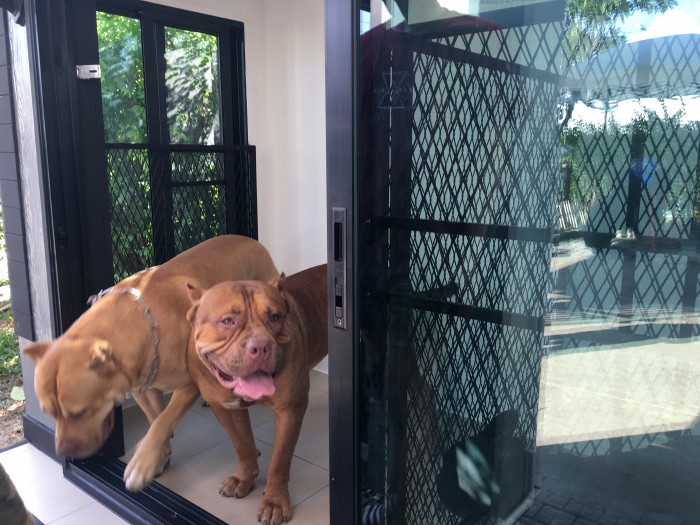 รับสร้างบ้านหมา