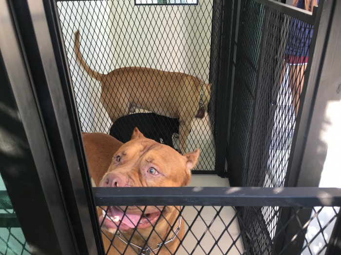 รับสร้างบ้านหมา