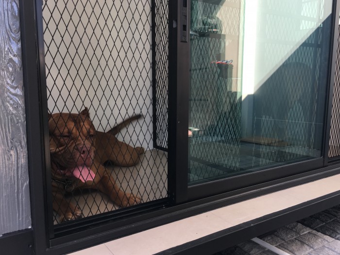 รับสร้างบ้านหมา