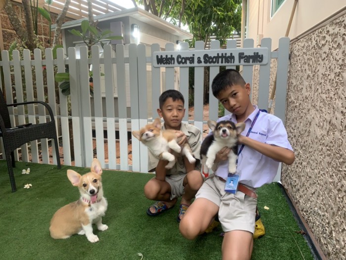 รับสร้างบ้านหมา