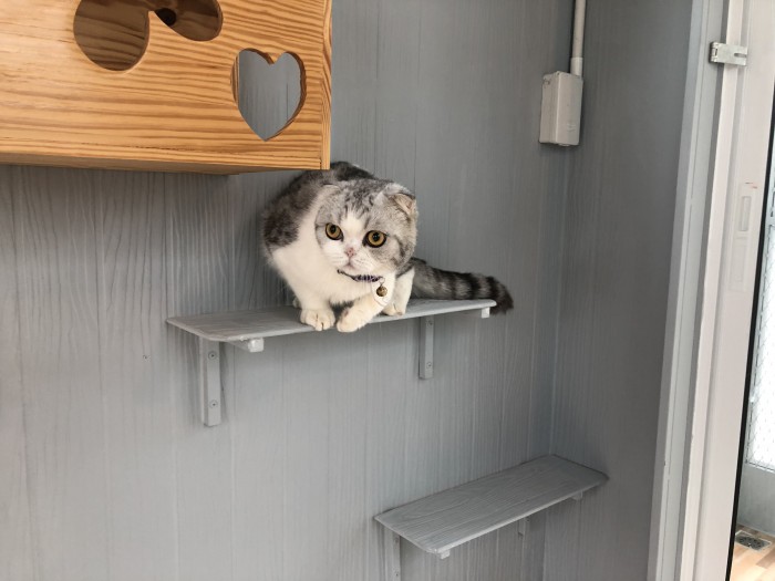 รับสร้างบ้านหมา