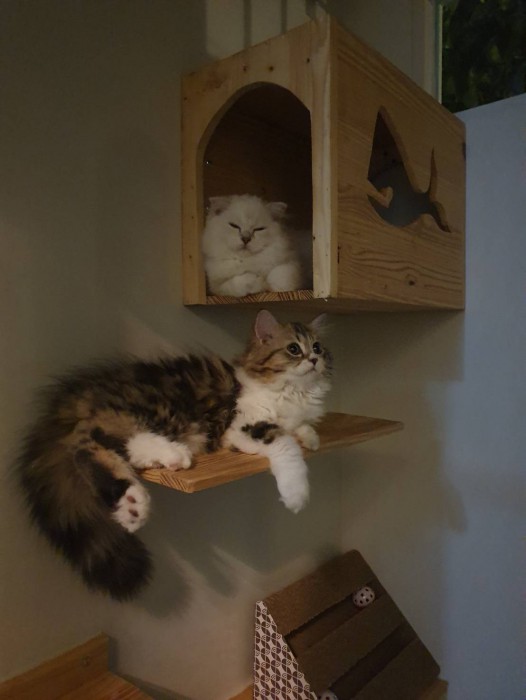 รับสร้างบ้านหมา