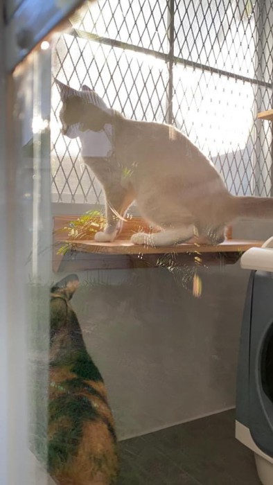 รับสร้างบ้านหมา