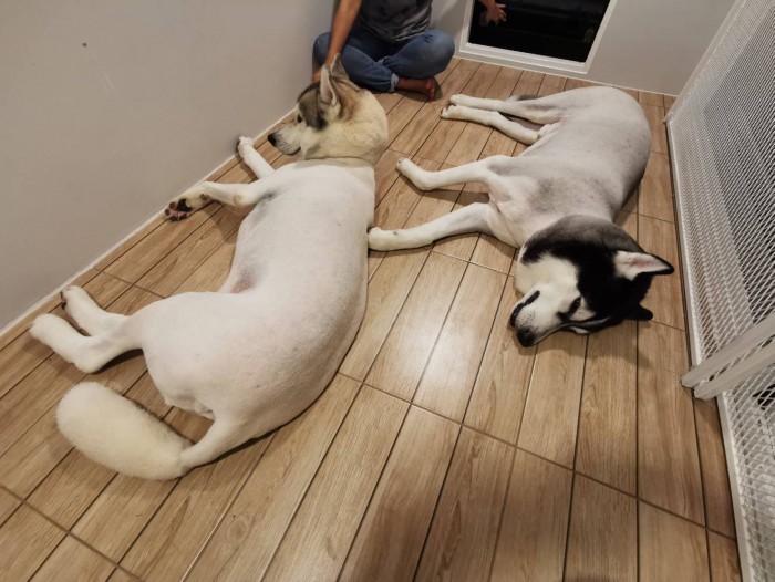 รับสร้างบ้านหมา