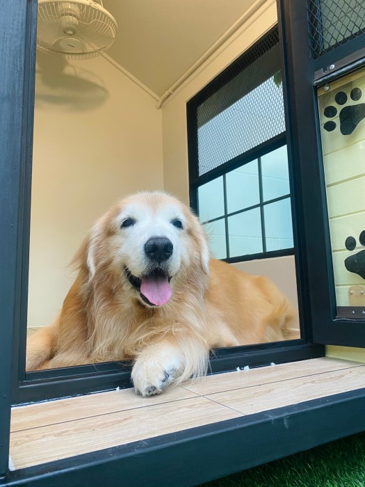 รับสร้างบ้านหมา