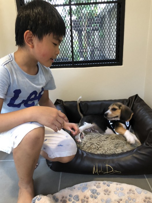 รับสร้างบ้านหมา